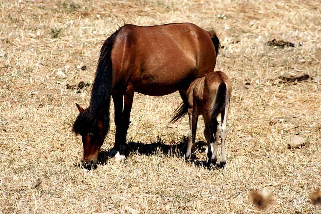 Horses of Skyros