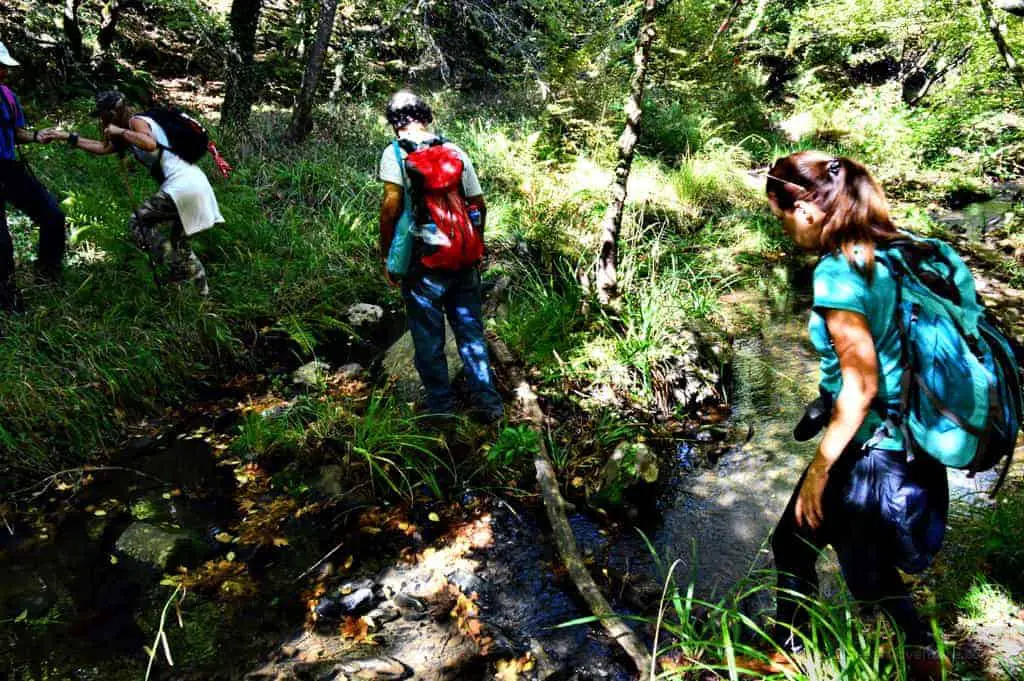 Hiking Luscious Vlachokerasia Forest in Peloponnese