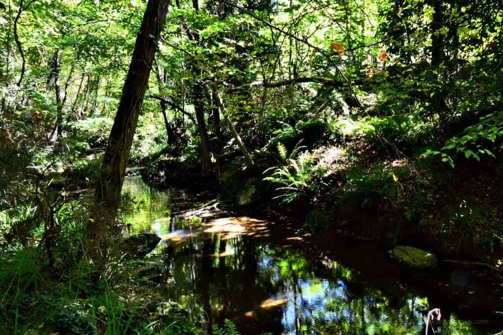 Hiking Luscious Vlachokerasia Forest in Peloponnese