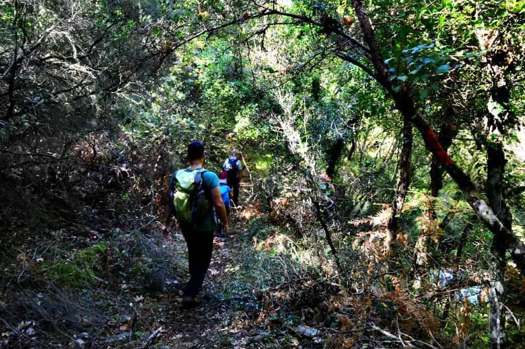 Hiking Luscious Vlachokerasia Forest in Peloponnese