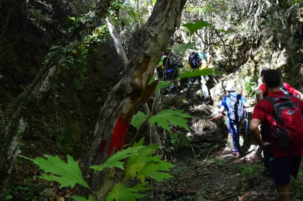 Hiking Luscious Vlachokerasia Forest in Peloponnese