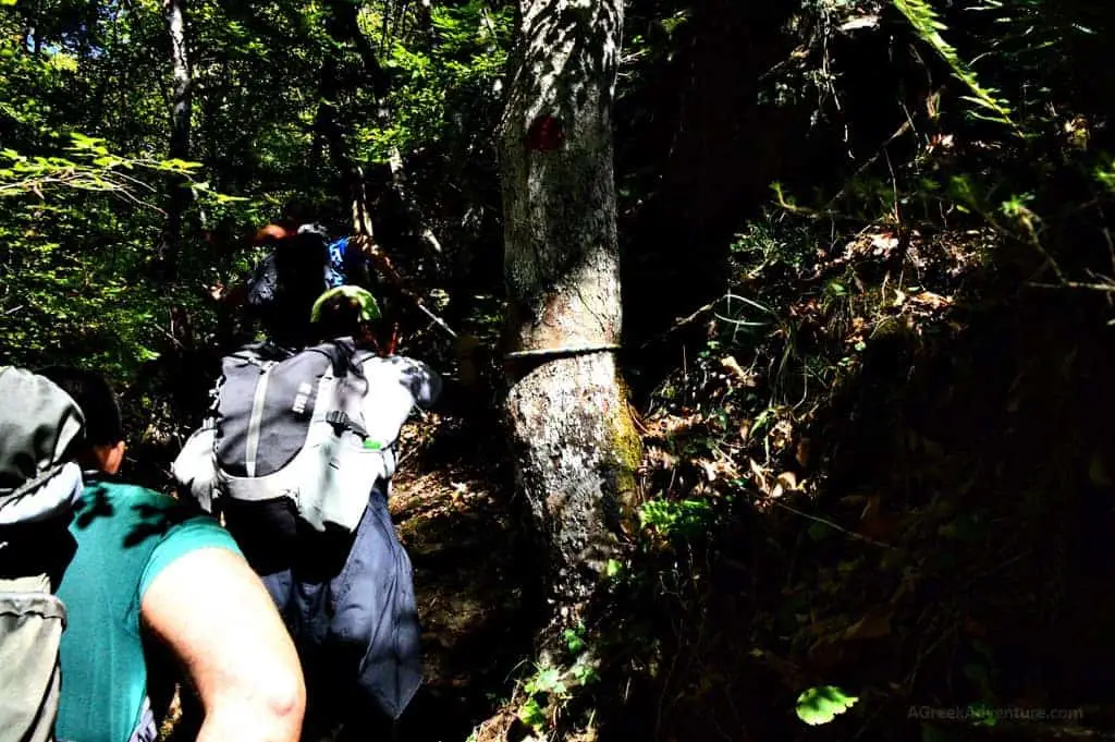 Hiking Luscious Vlachokerasia Forest in Peloponnese