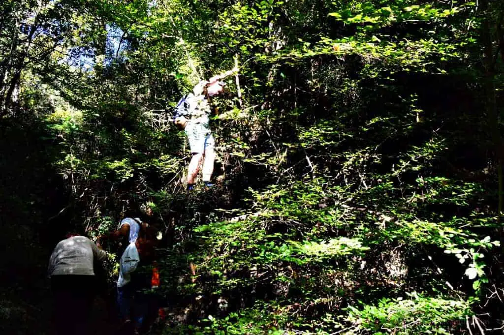 Hiking Luscious Vlachokerasia Forest in Peloponnese