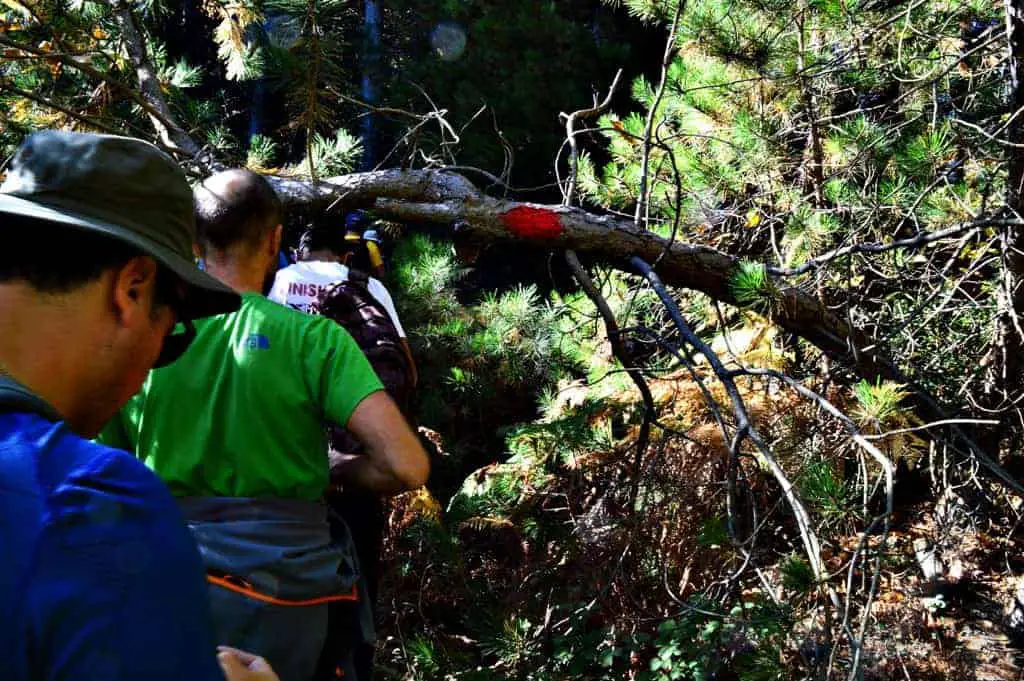 Hiking Luscious Vlachokerasia Forest in Peloponnese