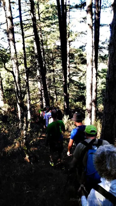 Hiking Luscious Vlachokerasia Forest in Peloponnese