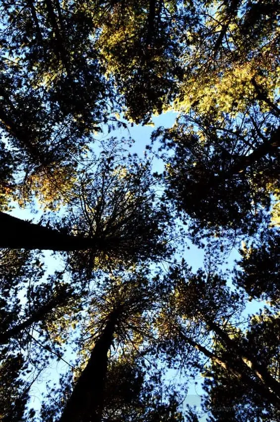 Hiking Luscious Vlachokerasia Forest in Peloponnese