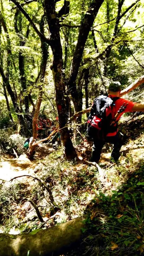 Hiking Luscious Vlachokerasia Forest in Peloponnese