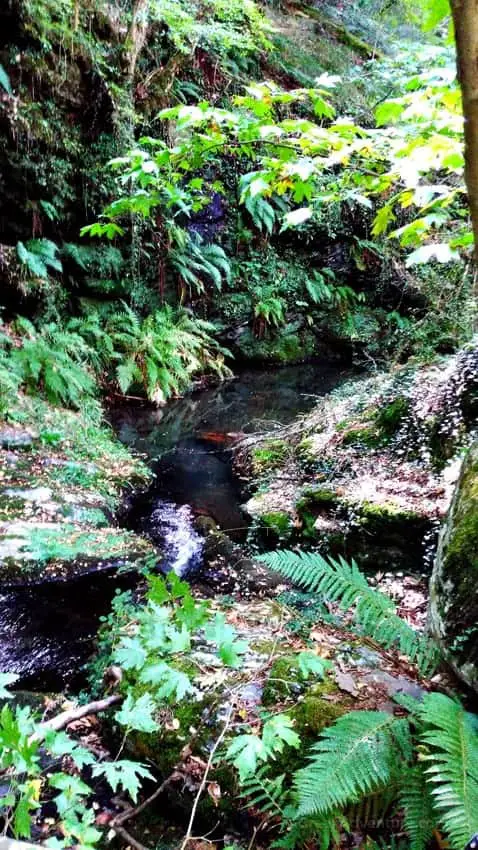 Hiking Luscious Vlachokerasia Forest in Peloponnese