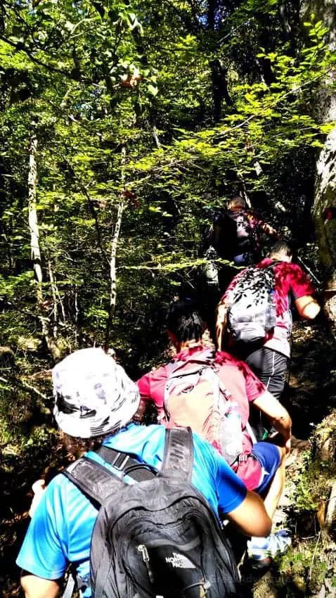 Hiking Luscious Vlachokerasia Forest in Peloponnese