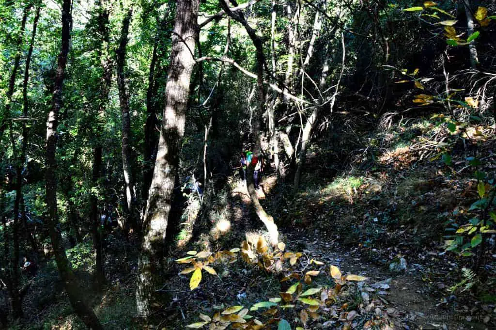 Hiking Luscious Vlachokerasia Forest in Peloponnese