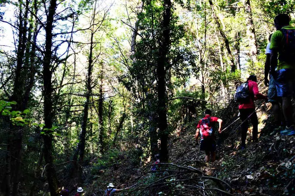 Hiking Luscious Vlachokerasia Forest in Peloponnese