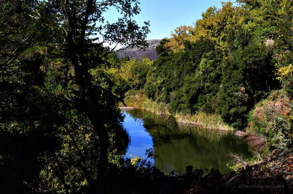 Hiking Luscious Vlachokerasia Forest in Peloponnese