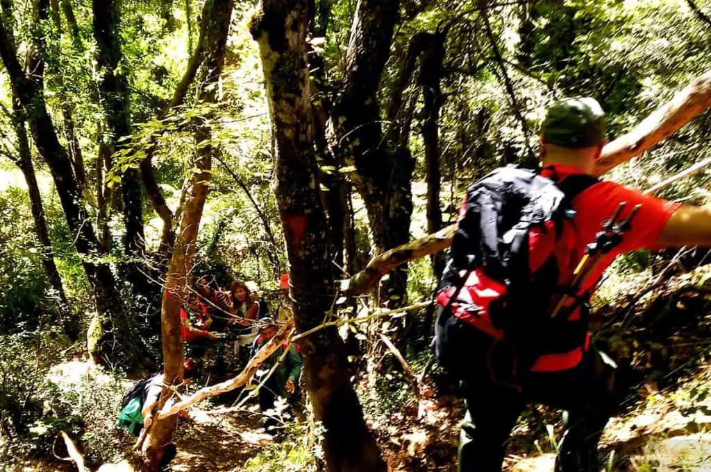 Hiking Luscious Vlachokerasia Forest in Peloponnese