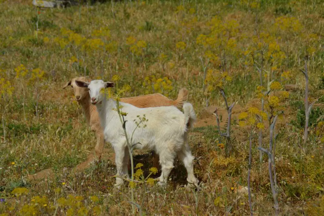 Hiking Naxos Routes: Elaiolithos to Panagia Drossiani to Chalki Circular Route