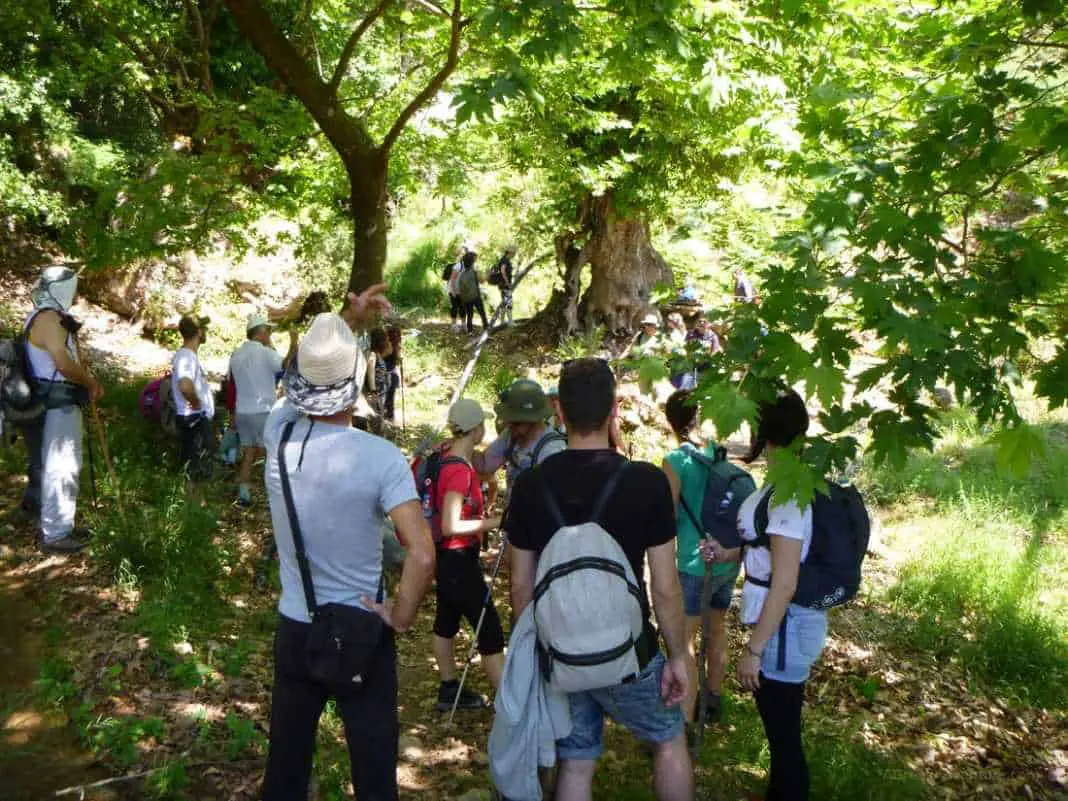 Waterfalls in Greece: Nemouta Waterfalls, Foloi Forest