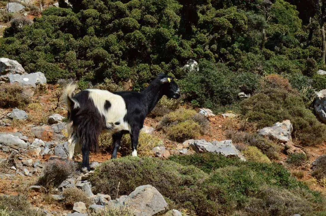 Hiking Mount Ida (Psiloritis) in Crete