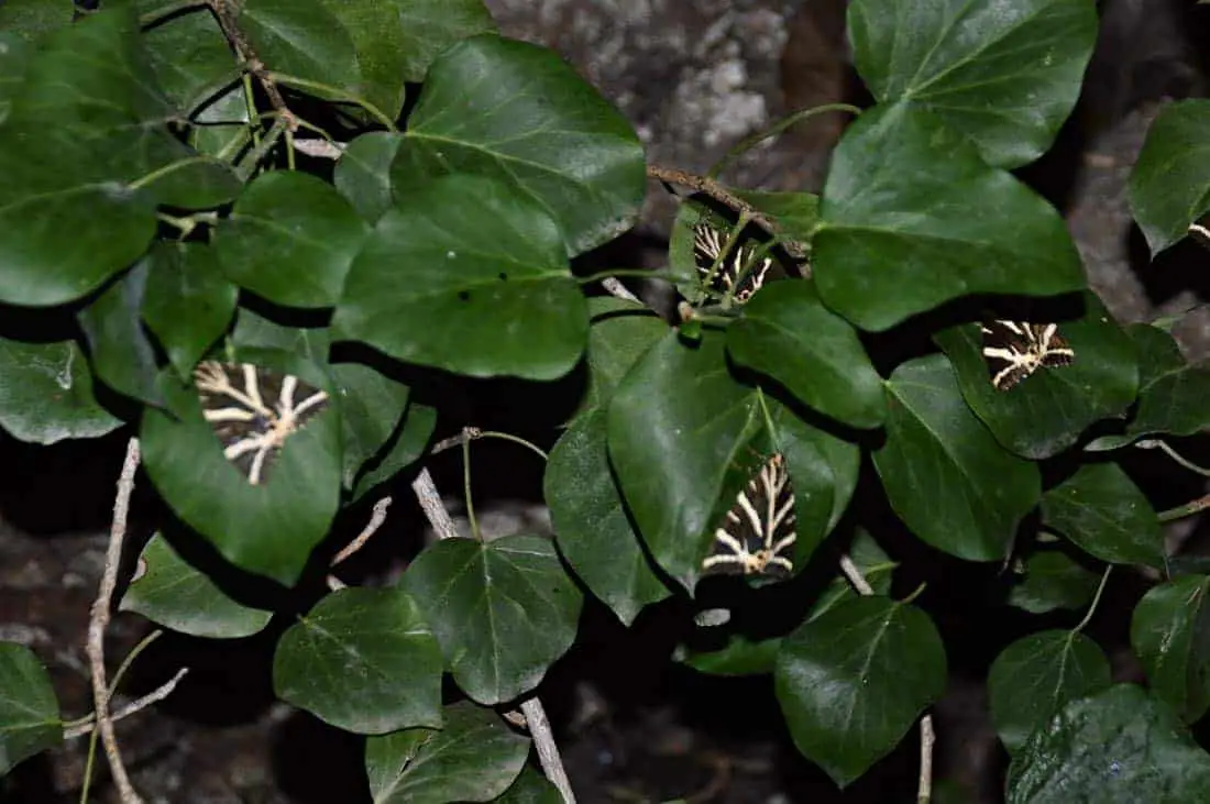 Butterflies in Paros