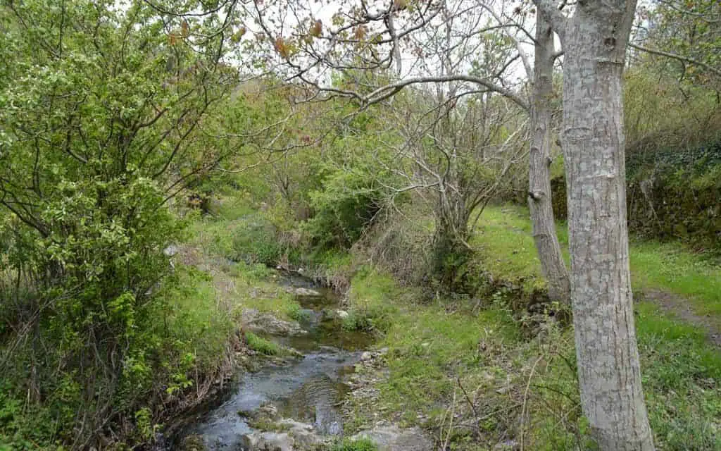 Hiking through the Chestnut Forest of Agiassos, Lesvos