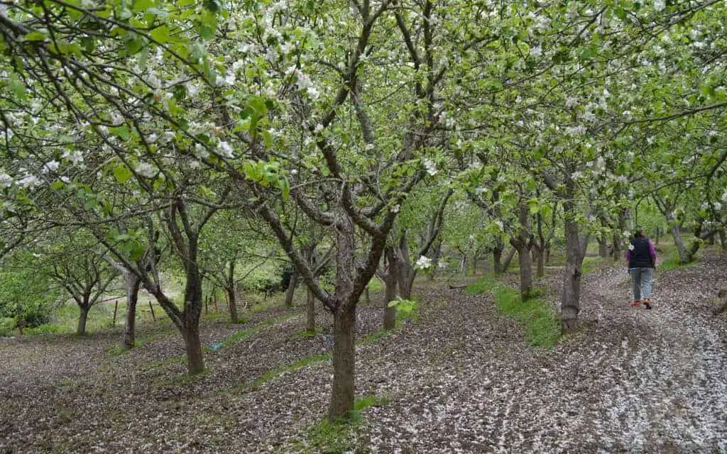 Hiking through the Chestnut Forest of Agiassos, Lesvos