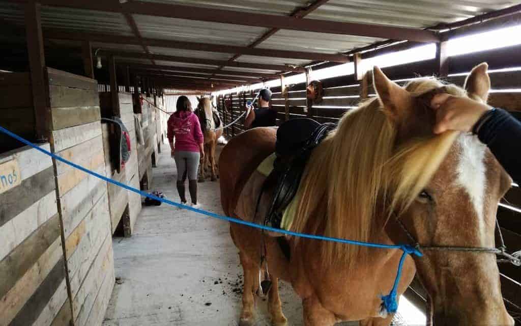 Lesvos HorseBack Riding and Hiking